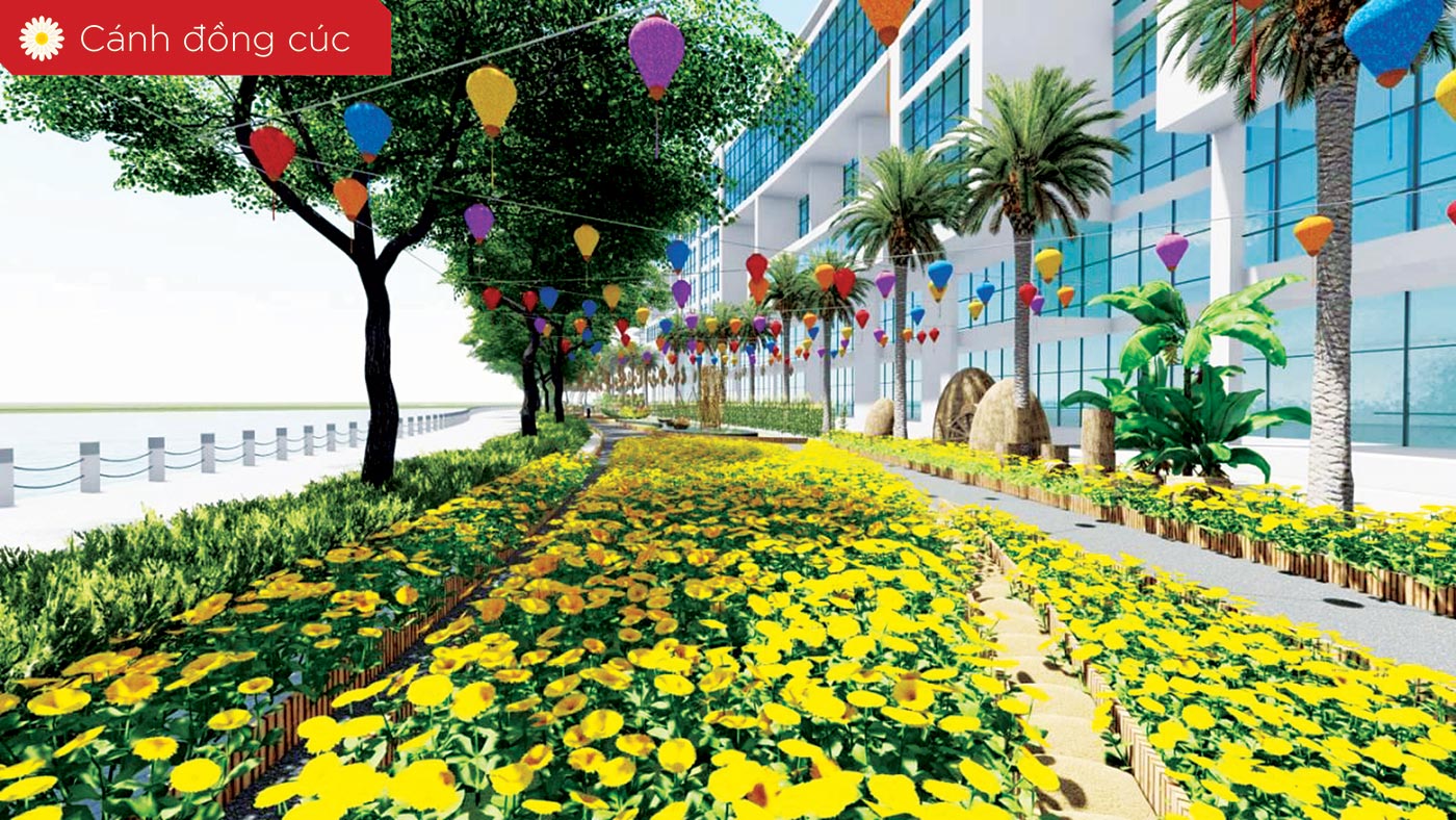  Cánh đồng hoa cúc, trải dài và thắm sắc xuân vàng