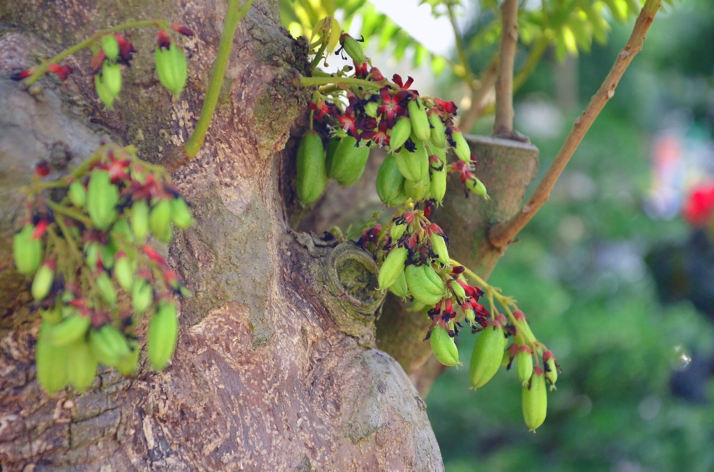 Những cây cảnh “độc và lạ” trong Hội hoa xuân 2015