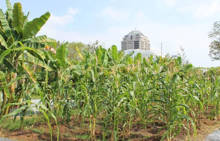 Ngỡ ngàng ngô ra hoa giữa lòng đô thị hiện đại nhất Sài Gòn