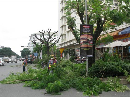 Bảo đảm an toàn cây xanh ở Phú Mỹ Hưng