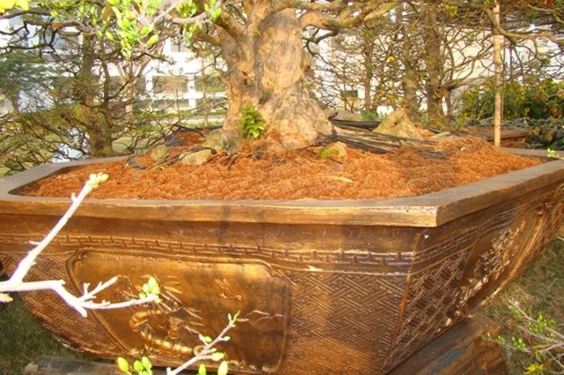 Cặp mai trăm tuổi gần 2 tỷ đồng