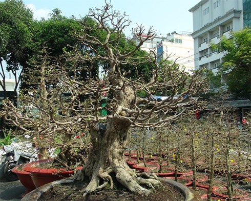 Hoa Tết tiền tỷ tại Sài Gòn