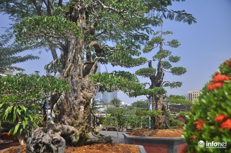 Choáng ngợp ngắm 2 “cụ” khế đắt ngang “siêu xe” ở Sài Gòn