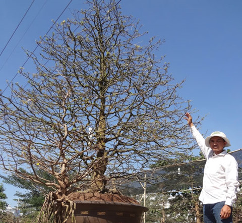 Kiểng “độc” đắt hơn vàng