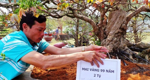 Chợ hoa Tết: Mai vàng 2 tỷ, dưa hấu khắc hình nghệ thuật