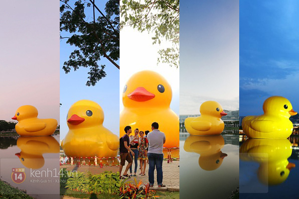 Những hình ảnh cuối cùng của Vịt vàng khổng lồ tại Việt Nam